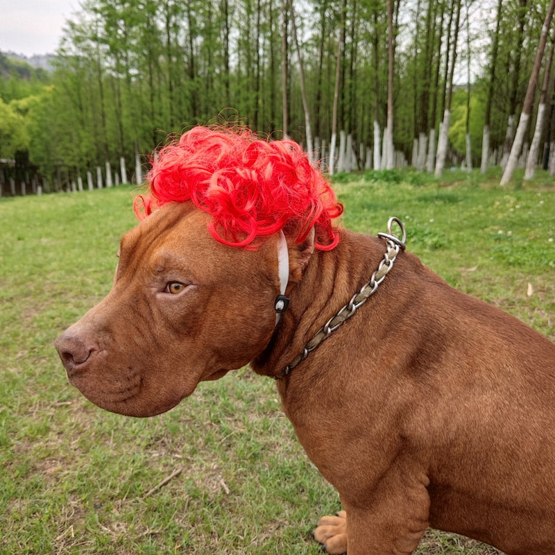 Pet Wigs: Transformative Cosplay for Dogs and Cats Halloween