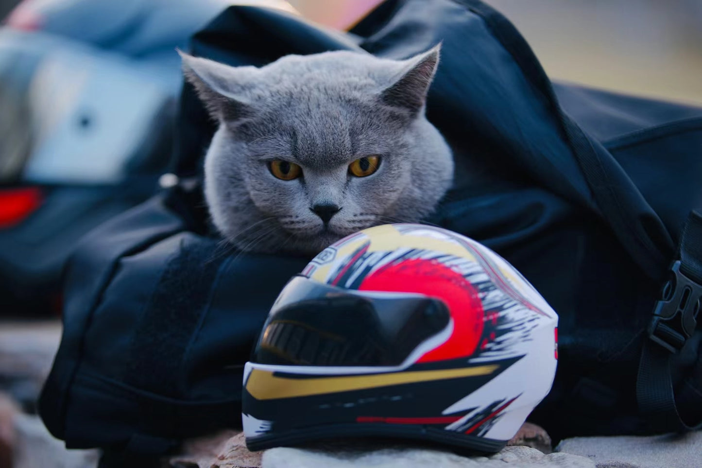 Small Pet Motorcycle Helmet