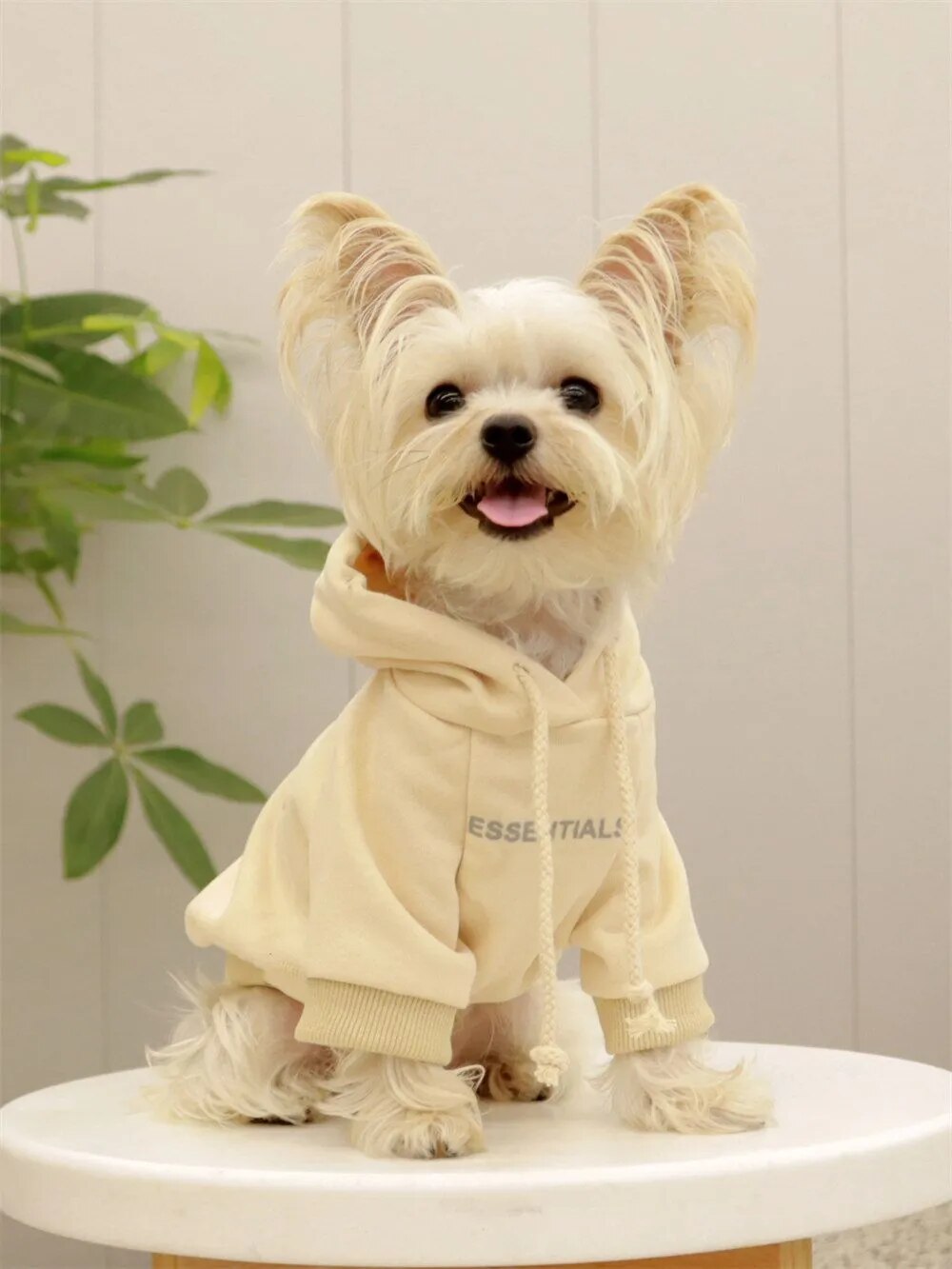 Small Dog Sweatshirt